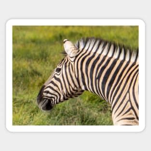 Zebra. Sticker